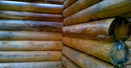 грибок поражает деревянный дом