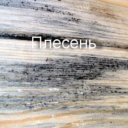 Плесень
