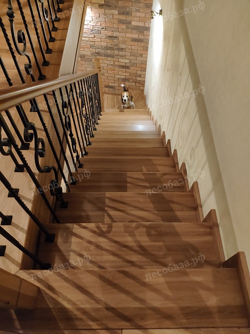 собака на лестнице из дуба