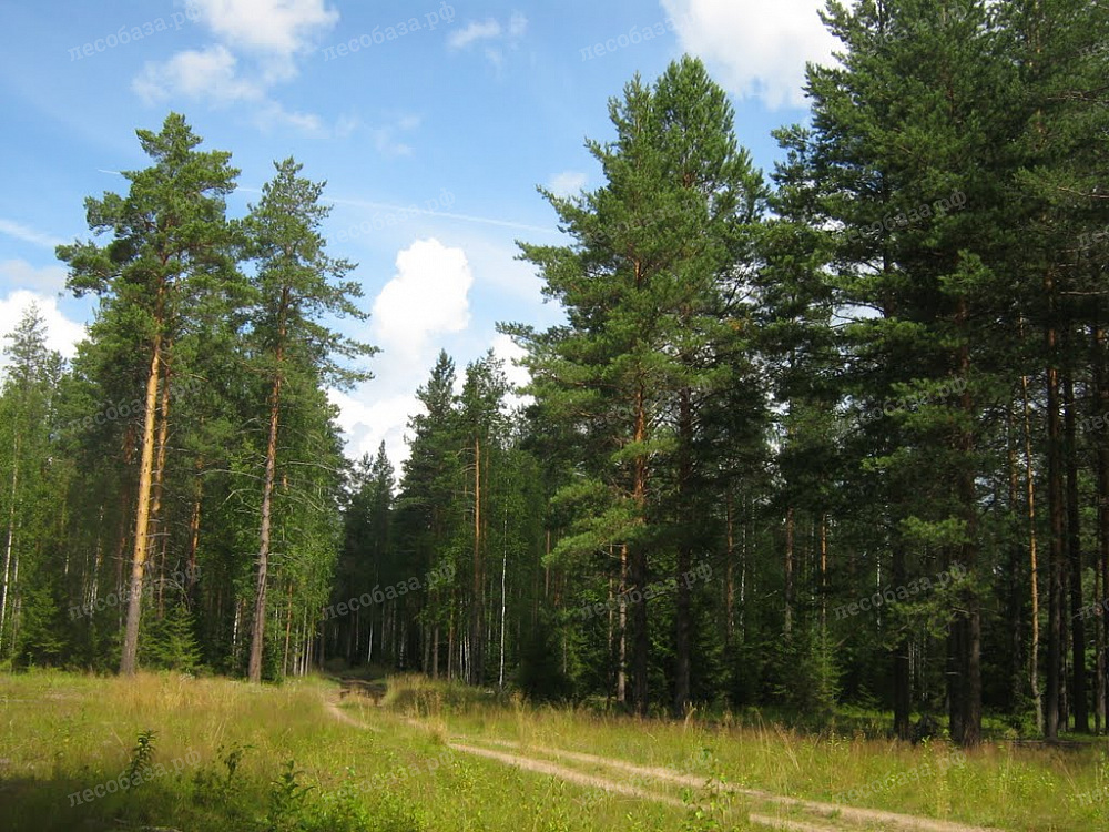 Северный лес