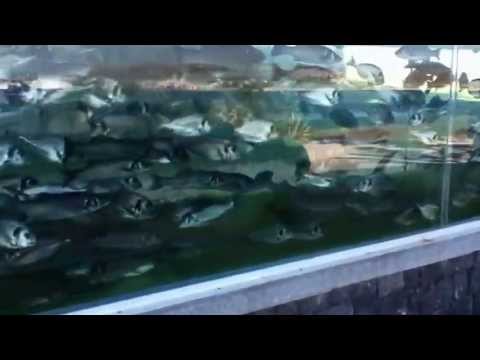 Забор аквариум